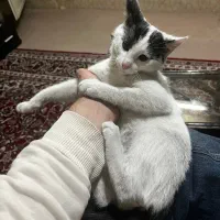 واگزاری رایگان گربه