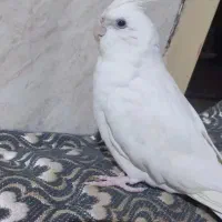 عروس هلندی