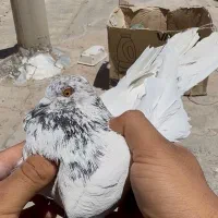 نر سرور دورگ کله خالدار سرکه ای