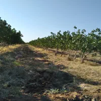 باغ-پسته