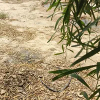 باغ-شهری