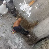 کفتر ارشینگل ماده
