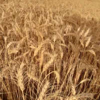 گندم درجه یک