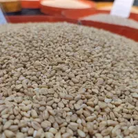 فروش انواع گندم بصورت عمده