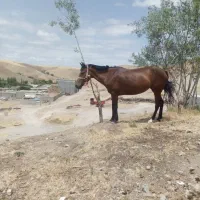 اسب ‌ماده‌یورقه‌سن6