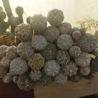 فروش کاکتوس پیوندی خاص