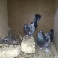 کفتر ترکیه ای