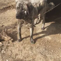 مریوان معاوزه