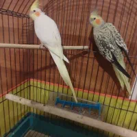 عروس هلندی