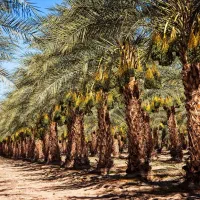 پاجوش (دمیت) نخل برحی اصل