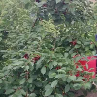 اجاره باغ میوه