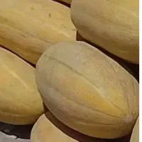 خربزه