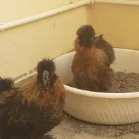 مرغ و خروس ابریشمی