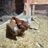 فروش تعدادی مرغ و خروس محلی