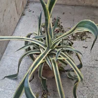 فروش آگاو ابلغ
