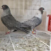 کفتر الماسی طوق سفید