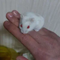 همستر خرگوش