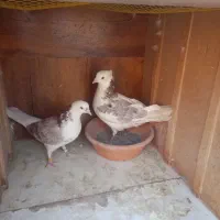 کفتر هما شازده قرمز