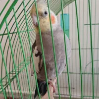 مرغ عشق و عروس هلندی سخنگو و دستی و کبوتر راعب