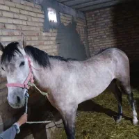 اسب عرب|اسب و تجهیزات اسب‌سواری|سنندج, |دیوار
