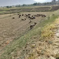 گوسفند داشت