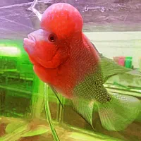 ماهی فلاور با کیفیت