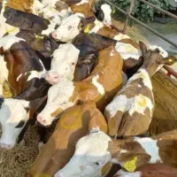 لاغر فروشی  میاندواب