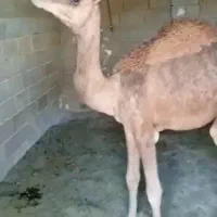 شتر نر