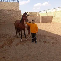 مادیان یکسر