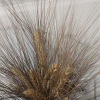 گندم تمیز