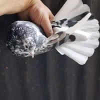 کبوتر گرفتنی درجه یک