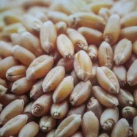 خریدار گندم آبی