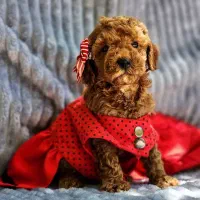 توله پودل تاینی وارداتی رنگ رد