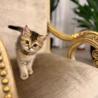 گربه بریتیش چینچیلا