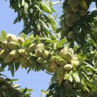 نهال های بادام سردسیری پیوندی گلدانی کاشت تابستانی