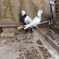 کفتر طوقی