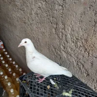 کفتر