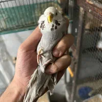 دو عدد ماده انگلیسی جوون