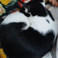 بچه گربه
