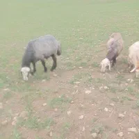 ۰۹۱۴۷۷