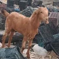 شنک تمیز خونگی