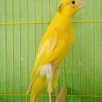 قناری نر یکسر