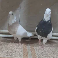 یک جفت کبوتر طوقی