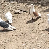 کبوتر|لوازم جانبی حیوانات|بروجرد, |دیوار