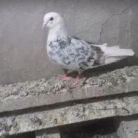 نر کت به کت سرو ماده یک سیاه تو دم بی دوتا سیاه