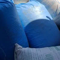 گندم آبی در طارم پیشگام