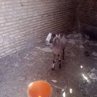 گوسفند وچپش چاق