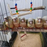 فروش گرینچیک