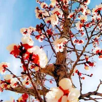 فروش فوری باغ
