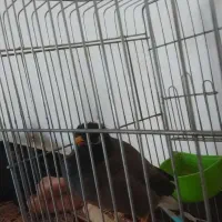 مرغ مینا سخنگو رخ ب رخ پر حرف